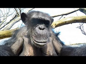 GoPro: Chimp vs. Drone at the Zoo