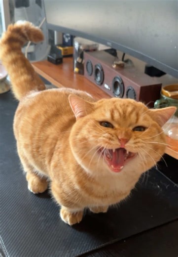 #meowing #kitty #funny #cats #cute | cat