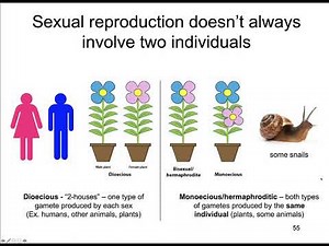 Lecture 32e Sexual Reproduction types of fertilization 15