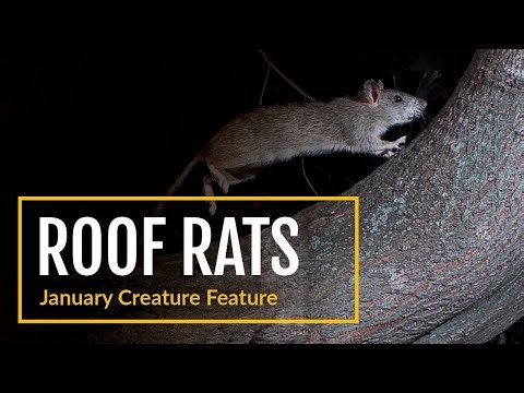 Creature Feature January: Roof Rats