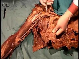 Anatomical dissection #22 Shoulder & arm muscles