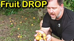 Why is My Tree Dropping Fruit & How to Stop Fruit Drop