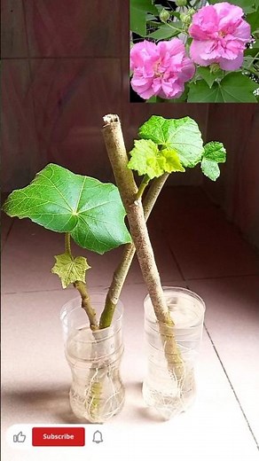 How to propagate Hibiscus mutabilis/confederate rose/land lotus plant100%successfully#israt's Garden