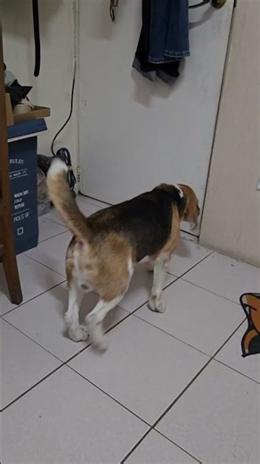 Awooo beagle howling #beaglecrew #cute #pets #beagle #funny