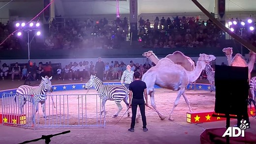 76K views · 7.1K reactions | NO FUN FOR ANIMALS AT THE CIRCUS 煉...
