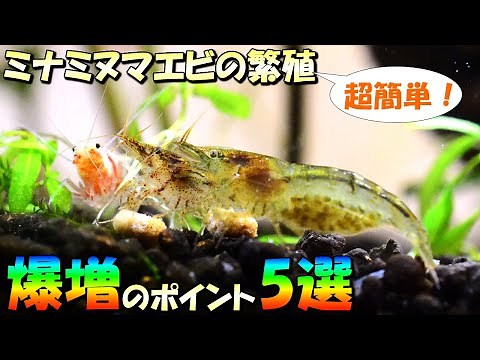 Even beginners can't fail! 5 tips for exploding and breeding freshwater shrimp! Tips for efficien...