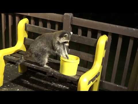 MONDAY RACCOONS WITH JIM