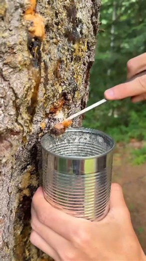 Deep Jungle Survival on Instagram: "How to Make a Fire Log Using ONLY Natural Materials 🔥 | Survival Bushcraft Camping Hack No tools. No chemicals. Just nature 🌲🔥 This primitive fire log can keep you warm, cook food, and help you survive in the wild. Perfect for bushcraft, camping, and off-grid survival skills. Would you try this in real life? 👀 Save this reel for emergencies ⚠️ #reelsinstagram #explorepage #trendingreels #explore #trending"