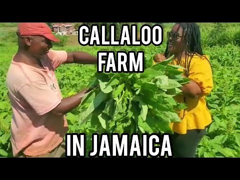 NUTRITIOUS JAMAICAN CALLALOO //PRODUCT OF JAMAICA //CALLALOO FARM IN JAMAICA