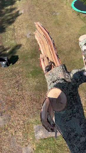 Funny Flying Squirrel Memes and Supercool Moments! 🐿️✨