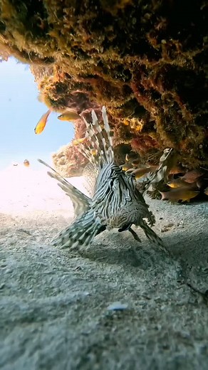 Lionfish are one of the most eye-catching fish in the sea, known for their bold stripes and graceful, flowing fins. Native to the Indo-Pacific, these elegant creatures glide through coral reefs like underwater royalty. With their unique look and mesmerizing movements, lionfish are a favorite among divers and underwater photographers. A true reminder of how colorful and surprising marine life can be! 👍 @ian_haggerty_photography_ haggerty_photography_ ✌️ | PSS - Professional Scuba Schools