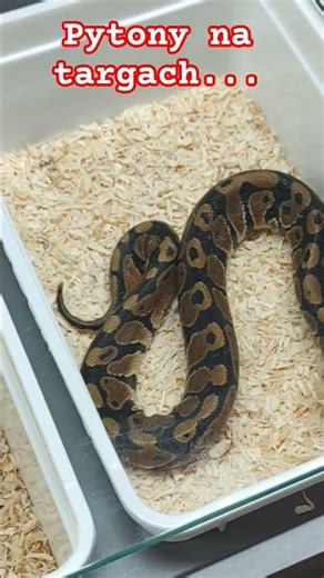 Pytony - cała relacja już na kanale. Targi Dragon Expo 2026