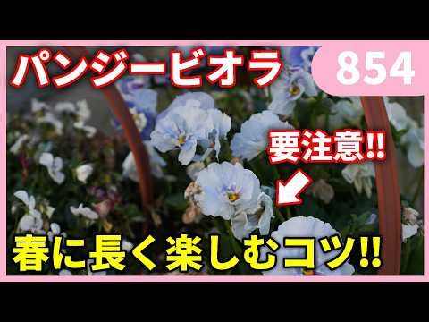 Tips for enjoying pansy violas for a long time in spring by Gardening Channel 854 #Gardening #Gar...