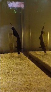 ブラックゴースト【カワスイ 川崎水族館】【Black ghost knifefish】