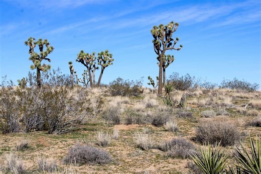 21099 Valley Vista Ave, Yucca Valley, CA 92284 - MLS FR26028063 - Coldwell Banker