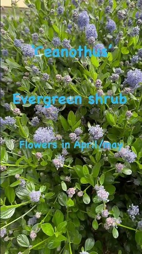 Ceanothus or Californian lilac in full flower #gardenerben