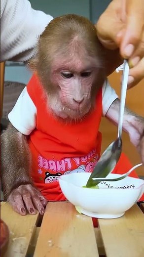 hello every one Lala bibi monkey so lovely #bibimonkey #lalamonkey