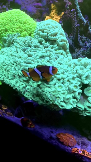 Clownfish sleeping in trumpet coral#salwatwater #aquariums #coral #reeftank #oceanlover #mixedreef