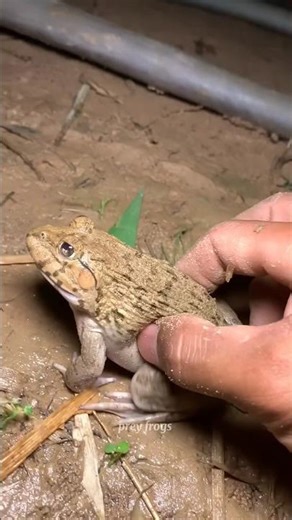 Funny frogs Catching | Wep wep catching frogs funny | boing catch frogs make you laugh #shorts