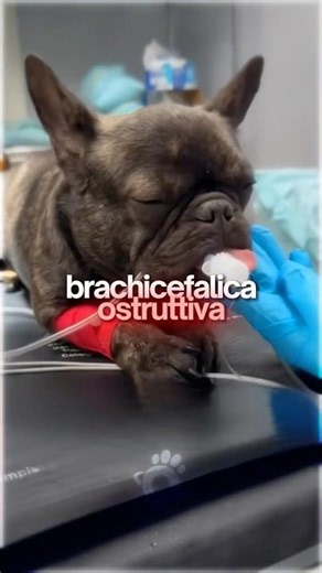 ❎ Collar or Harness for a French Bulldog? ✅