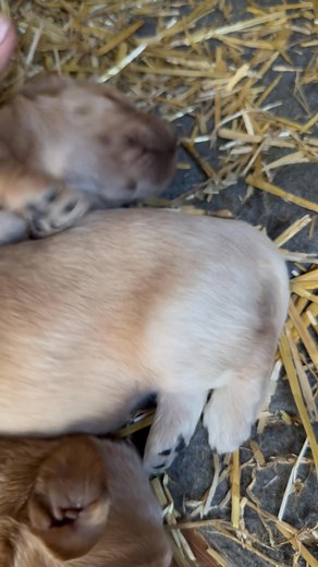 2.9K views · 24 reactions | Reba and beast new litter of goldendoodles | Alex's German Short Hair Pointer Puppies of central Florida | Facebook