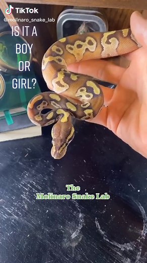 Keary Molinaro (@molinaro_snake_lab)’s videos with Pink Panther Intro - Henry Mancini