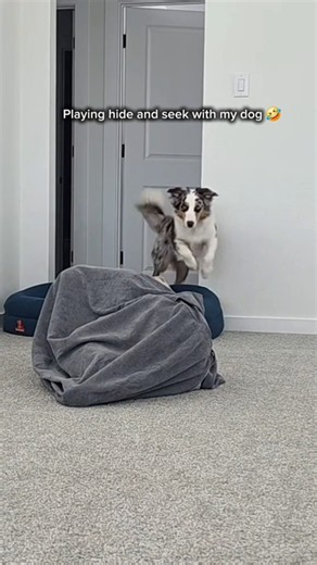 Playing hide and seek with my dog every day 🤣🤣🤣