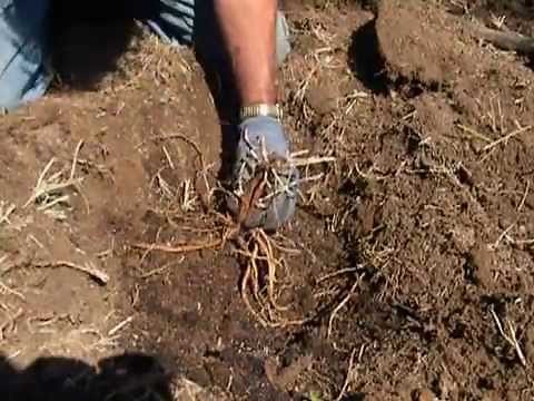 How to Plant Rooted Hop Rhizomes