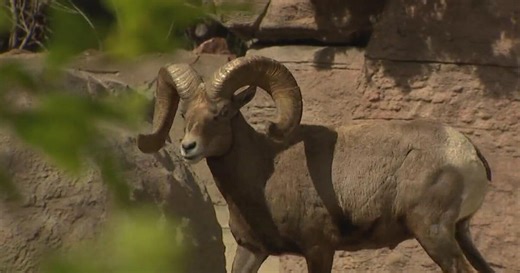 Denver Zoo's desert bighorn sheep survive despite very little water, extreme heat