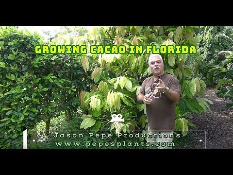 Growing Cacao Trees Chocolate in Florida