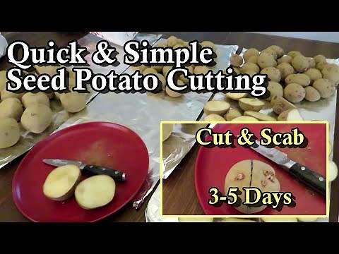 Potato Planting Time! - How to Cut & Scab Your Potatoes for More Potatoes to Plant in Your Garden