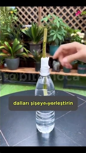 HOW TO PROPAGATE A LEMON TREE BY TAKING CUTTINGS? | Lemon Propagation Process #lemon #plants