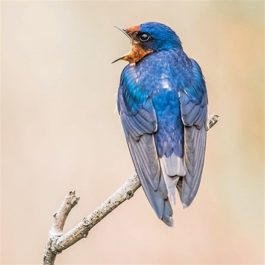 10 fascinating barn swallow facts