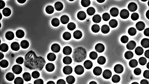 细胞的死亡过程