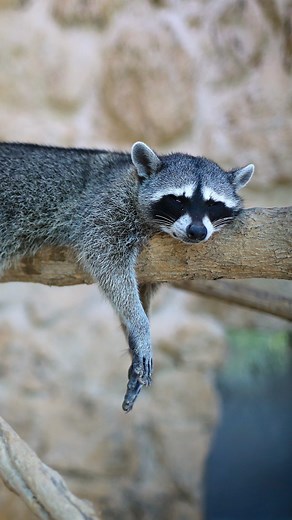 ¡Qué lindos son! 🦝 ✨ Los mapaches se caracterizan por su antifaz negro, el cual les sirve para desviar la luz directa ya que son nocturnos 🌙 Son animales bastante hábiles, cuentan con 5 dedos 🖐 en sus manos que les ayudan a escalar por los árboles 🌳 Por su historia de vida, estos ejemplares han tenido que quedar bajo cuidado humano 🤲 Visita Akumal Monkey Sanctuary y contribuye al cuidado de la fauna silvestre 🐒❤ ➡ ¡Te esperamos! #mapaches #akumal #tulum #santuario #akumalmonkeysanctuary | 