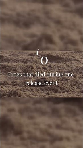 Extinct in the Wild… Now These Golden Frogs Are Coming Back!