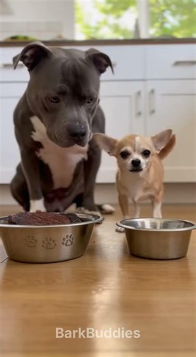 He Wanted the Big One 😂 #dog #funnyanimals #pets #funnydogs #shortvideo #viralshorts