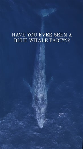 Sound on! Have you ever seen a Blue Whale FART?! Well.... Now you have!! 🤭😅💨 Whales, like many mammals, do expel gas as part of their digestive process. Whale farts are almost as big as Jamie's, as you might expect from such huge creatures. When they fart, the expulsion can produce large bubbles or even a visible plume of gas at the surface of the water, sometimes referred to humorously as a "poonado." 🤣 Whale farts, a result of digesting protein-rich diets like krill and small fish, are a n