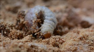 Lesser stag beetle (Dorcus parallelipipedus) larva. Immature stage of this beetle in the family Lucanidae, wriggling slowly after being exposed from rotting wood. The animal can be seen defecating