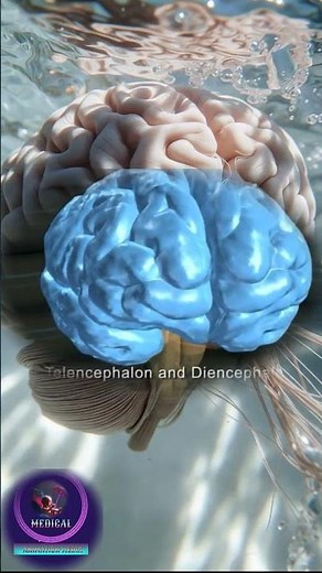 The Forebrain Explained: The Control Center of the Human Brain