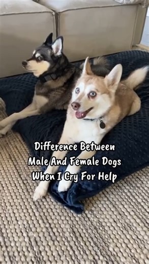 POV: crying for help, two VERY different responses | Life With Klee Kai