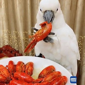 The phrase "Polly wants a cracker" doesn't apply to this parrot — he loves eating seafood. #ChinaStory | China Daily