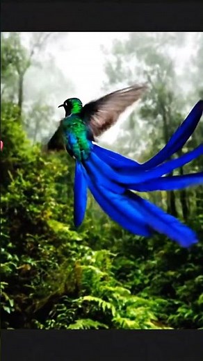 How Does This Hummingbird Fly with Such a Long Tail? #birds