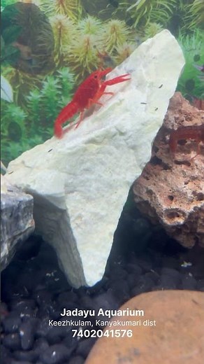 Color lobster tank setup (2/11/25) #aquarium #lobster #lobstertank #tanksetup #lobsterbreeding