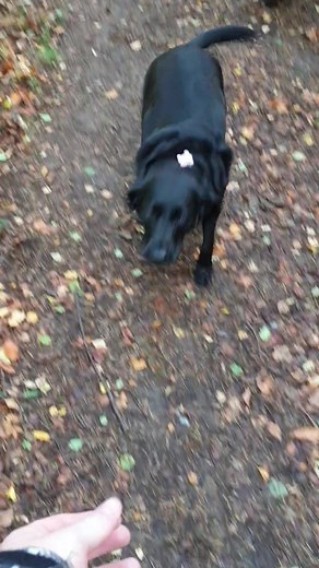 I was out walking my Cockerpoo client up at Swallowship Woods last week after quite some time. I bumped into an old Labrador client whom I used to have out with her owner. We all ended up walking to the Woods together and both dogs got on well with each other #dogwalkerhexham | Happy Tails - Hexham