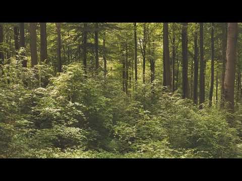 🌳 4K - Relaxing Nature Sounds For Stress Relief, Forest Sounds, Bird Song, No AI