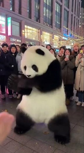 Giant Panda Performs PERFECT K-POP Dance in Public — Crowd Loses Their Minds!