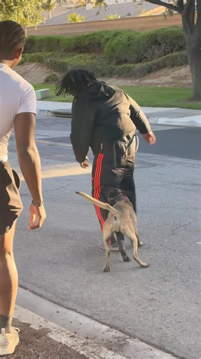 Better luck next time 🫡 #funny #dogbites