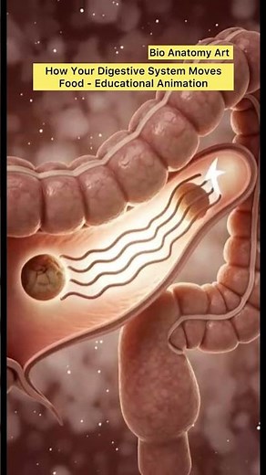How Your Digestive System Moves Food - Educational Animation | Bio Anatomy Art | Gut Health