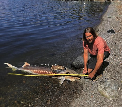 A big fish tale: Sturgeon found in Clear Lake could be a first